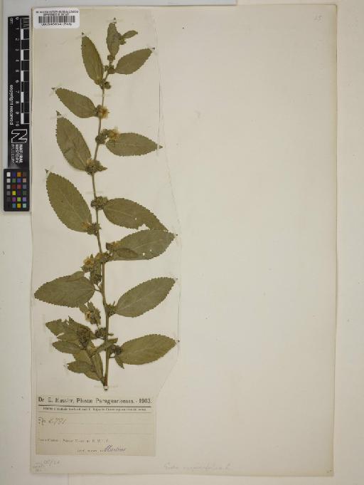 Sida acuta var. carpinifolia (L.) K.Schum. - BM000545634