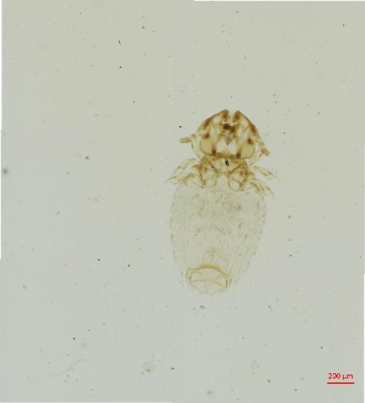 Trichodectes (Paratrichodectes) ugandensis Bedford, 1936 - 010697317__2017_08_16-Scene-1-ScanRegion0