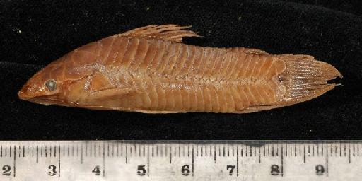 Callichthys pectoralis Boulenger, 1895 - 1895.5.17.57-61c; Callichthys pectoralis; lateral view; ACSI Project image