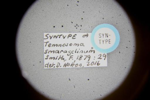 Temnosoma smaragdinum Smith, F., 1879 - Temnosoma_smaragdinum-NHMUK010264953-syntype-male-label_5