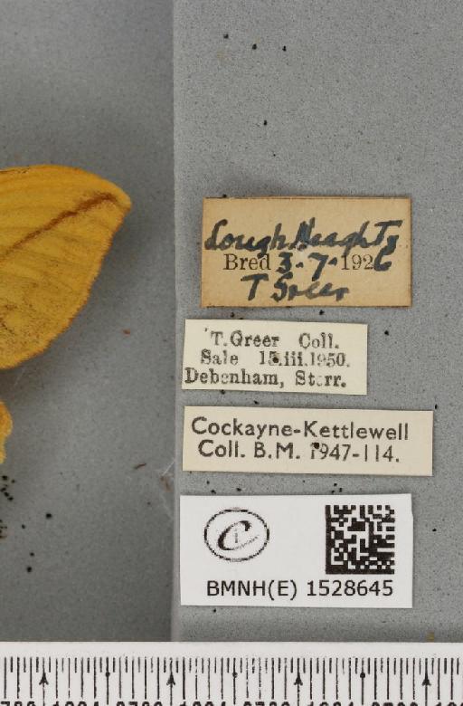 Euthrix potatoria ab. lutescens Tutt, 1902 - BMNHE_1528645_label_197172
