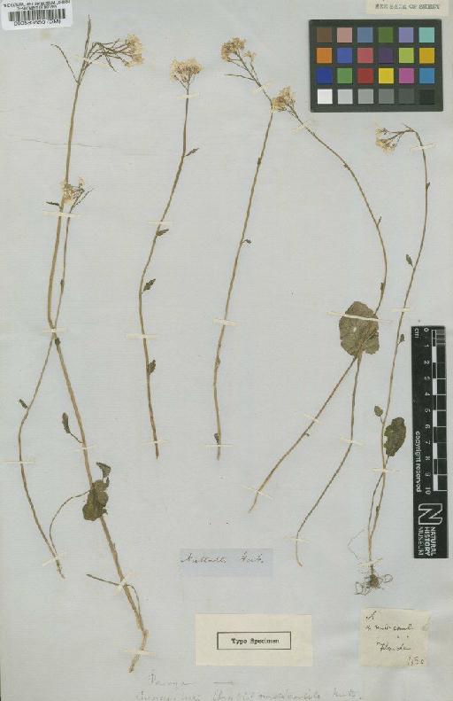 Cardamine rhomboidea (Pers.) DC. - BM000583650