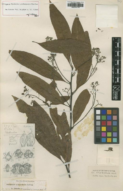 Nectandra hihua (Ruiz & Pav.) Rohwer - BM000947292