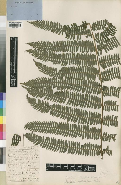 Cyathea camerooniana var. aethiopica (Welw. ex Hook.) Holttum - BM000785390