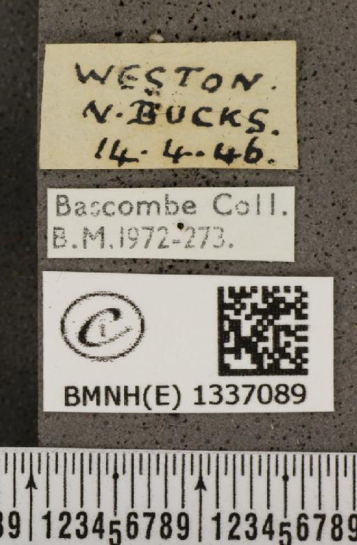 Celastrina argiolus britanna (Verity, 1919) - BMNHE_1337089_label_144903