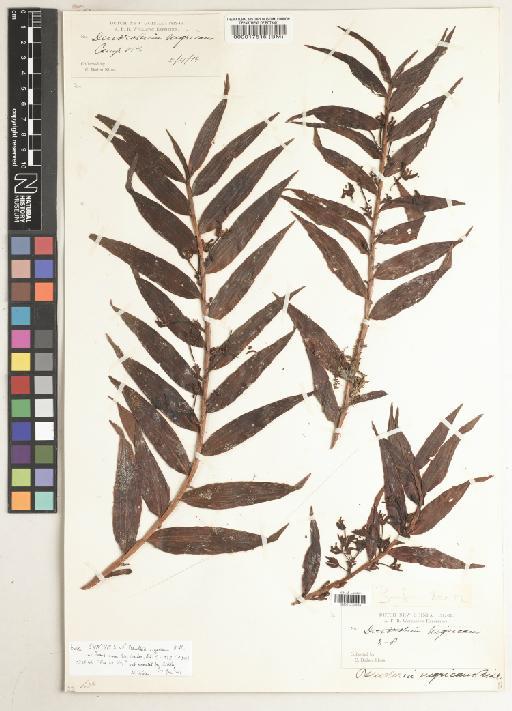 Pseuderia nigricans Ridl. - BM000017515