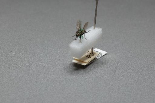Sarcophaga (Myorhina) nigriventris Meigen, 1826 - 015092321_additional_3