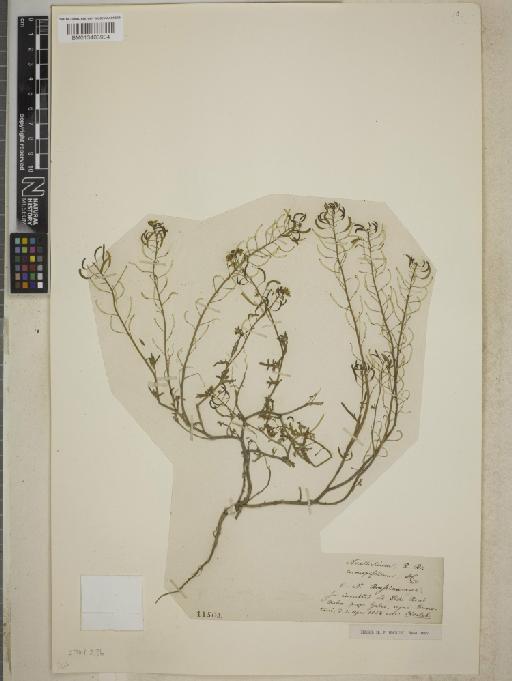 Rorippa coronopifolia (Desf.) Boiss. - BM013403904