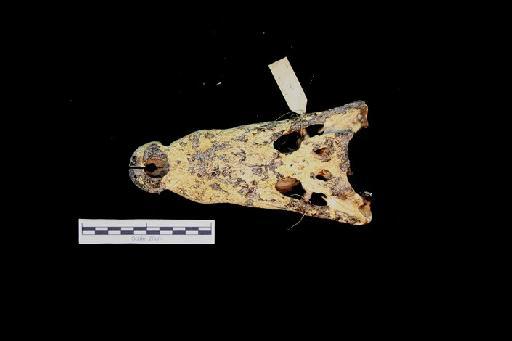 Crocodylus palustris Lesson, 1831 - ED_C_palustris_1929.8.6(cran)