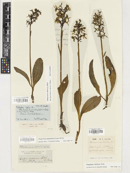 Platanthera bifolia (L.) Rich. - BM001128156