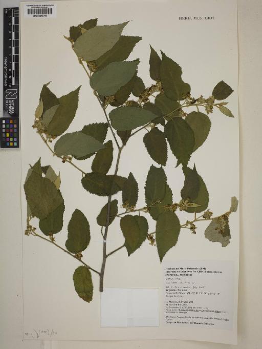 Guazuma ulmifolia Lam. - BM000816778
