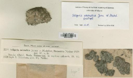 Seligeria oelandica C.E.O.Jensen & Medelius - BM000965328