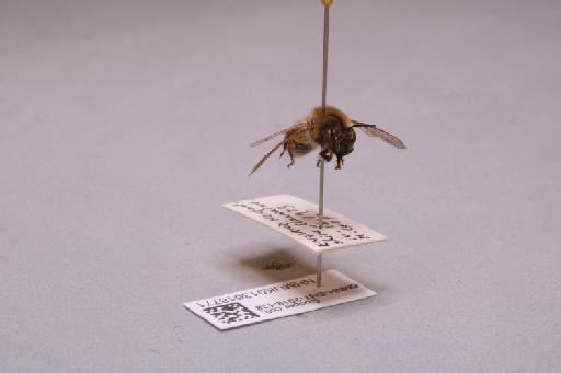 Colletes Latreille, 1802 - 013618771_additional_4