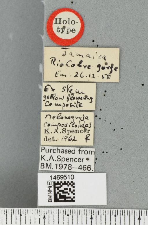 Melanagromyza compositoides Spencer, 1963 - BMNHE_1469510_label_45232