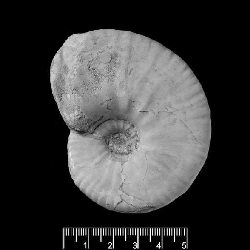 Deshayesites topleyi Spath, 1930 - PI C 71939