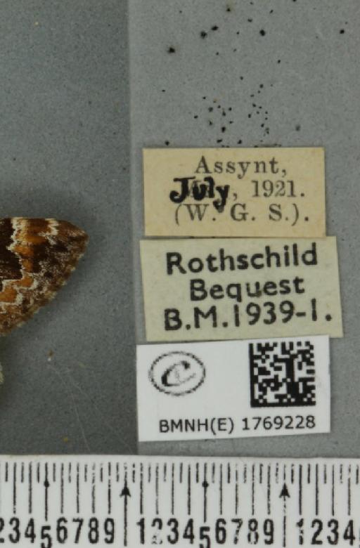 Dysstroma truncata truncata (Hufnagel, 1767) - BMNHE_1769228_label_349921