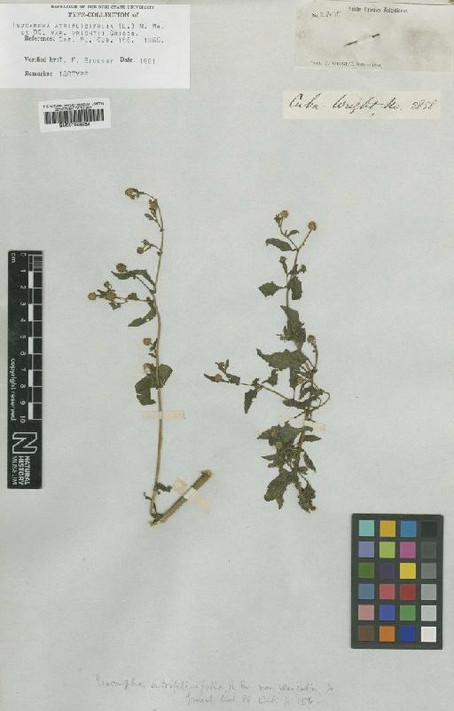 Isocarpha atriplicifolia var. wrightii Griseb. - BM001009284