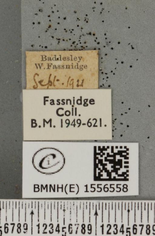 Orgyia antiqua (Linnaeus, 1758) - BMNHE_1556558_label_256367
