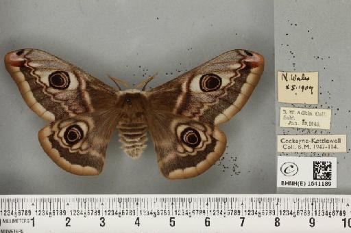 Saturnia pavonia ab. occlusa Braun, 1928 - BMNHE_1641189_203864