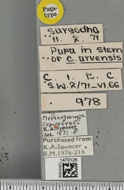 Melanagromyza albocilia Hendel, 1931 - BMNHE_1470126_label_44676