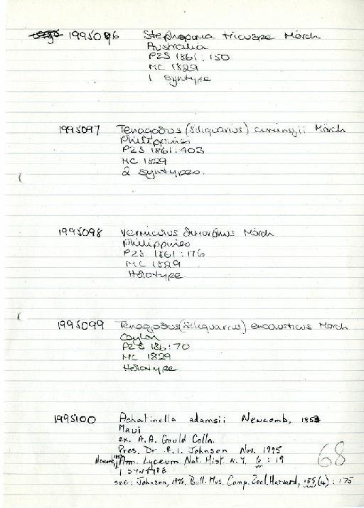 Achatinella adamsii Newcomb, 1853 - Zoology Accessions Register: Mollusca: 1994 - 1997: page 68