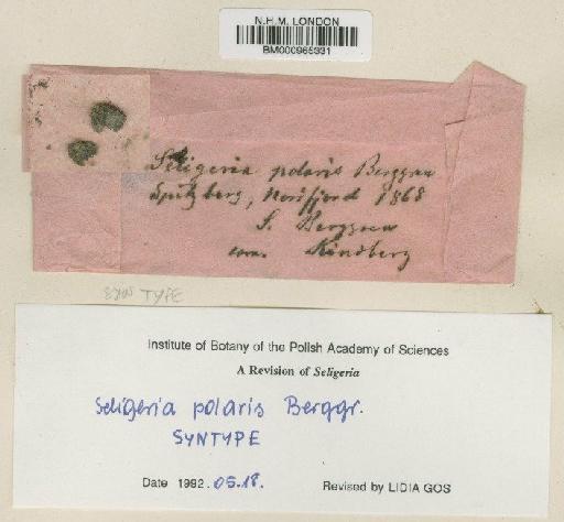 Seligeria polaris Berggr. - BM000965331