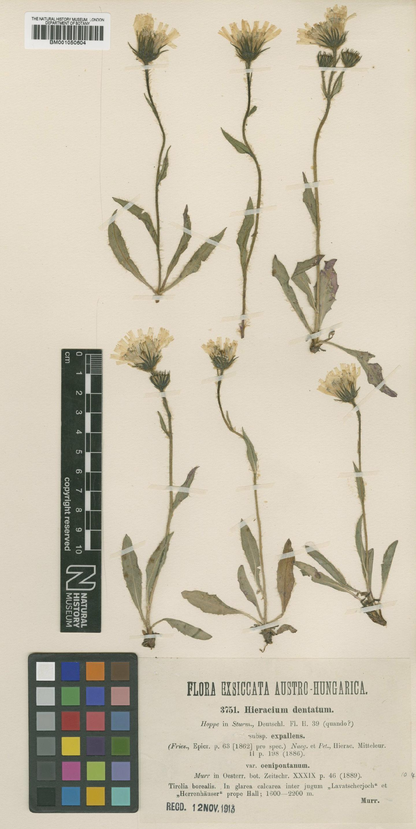 To NHMUK collection (Hieracium dentatum subsp. subexpallens Zahn; TYPE; NHMUK:ecatalogue:2396369)