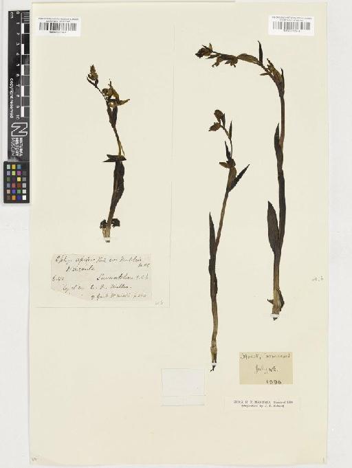 Ophrys apifera Huds. - BM001117044