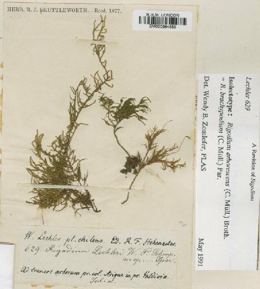 Rigodium brachypodium (Müll.Hal.) Paris - BM000964566