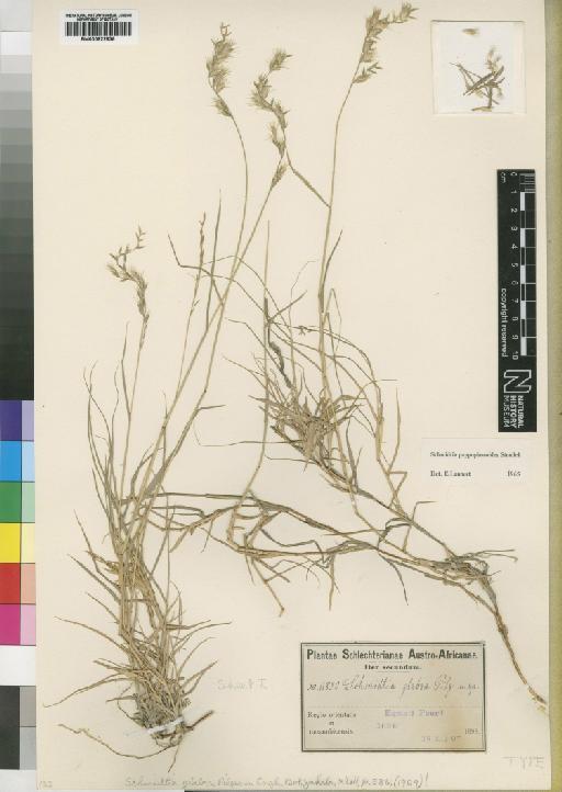 Schmidtia pappophoroides Steud. ex J.A.Schmidt - BM000922936