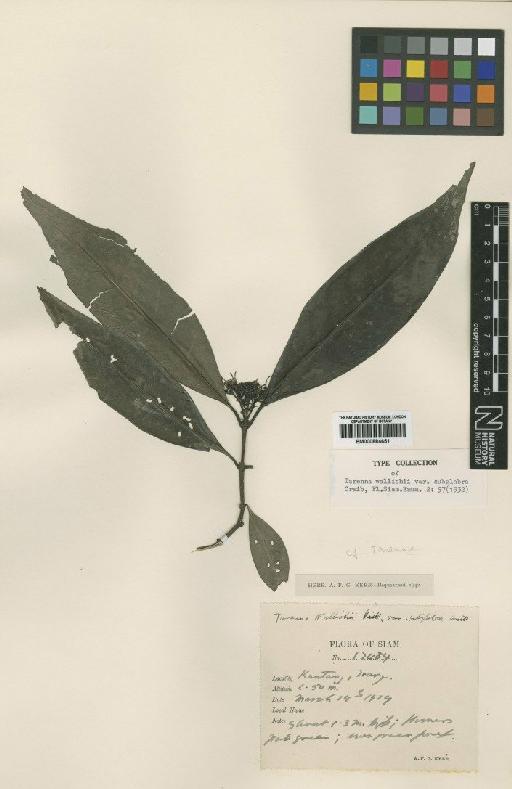 Tarenna wallichii var. subglabra Craib - BM000884651