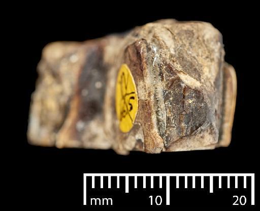 Mylodon darwinii Owen, 1840 - NHMUK PV M 16563c_5