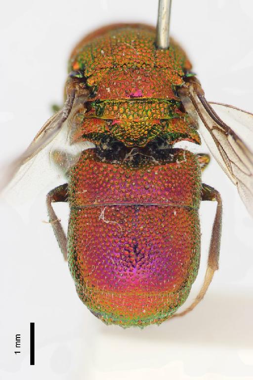 Chrysis guichardi Linsenmaier, 1968 - Chrysis_guichardi-BMNH(E)#970897_type-metasoma_dorsal-1_6X