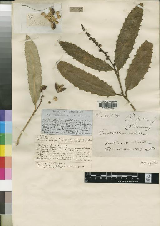 Rinorea ilicifola (Welw.) Kuntze - BM000617803
