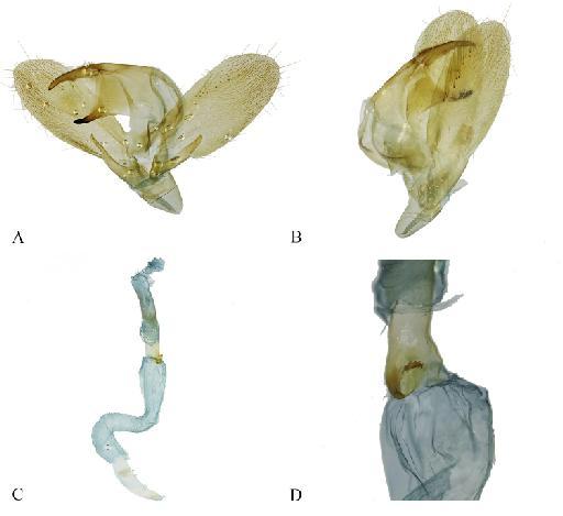 Xylophanes camilae Correa-Carmona & Giusti, 2021 - BMNH(E)_1378207_X_camilae_male_PT_gen_prep_NHMUK010402236.tif