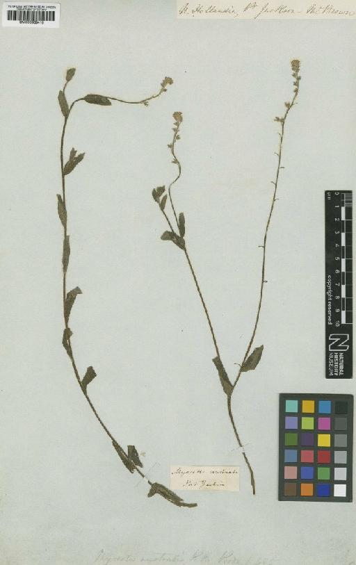 Myosotis australis R.Br. - BM000939410