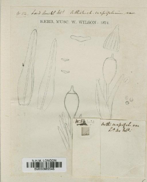 Muelleriella crassifolia (Hook.f. & Wilson) Dusén - BM000982345