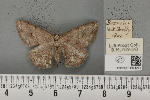 Ectropis crepuscularia ab. varia Cockayne, 1948 - BMNHE_1914205_482064