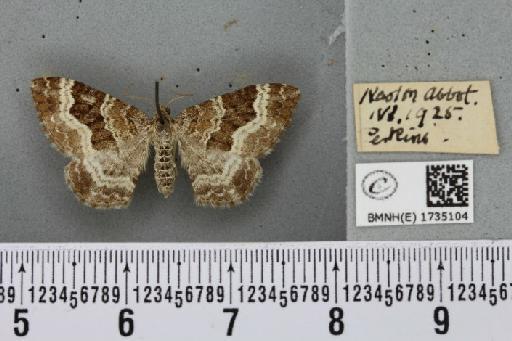 Epirrhoe alternata alternata (Müller, 1764) - BMNHE_1735104_324804