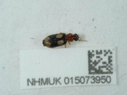 Dromius quadrimaculatus (Linnaeus, 1758) - 015073950_3