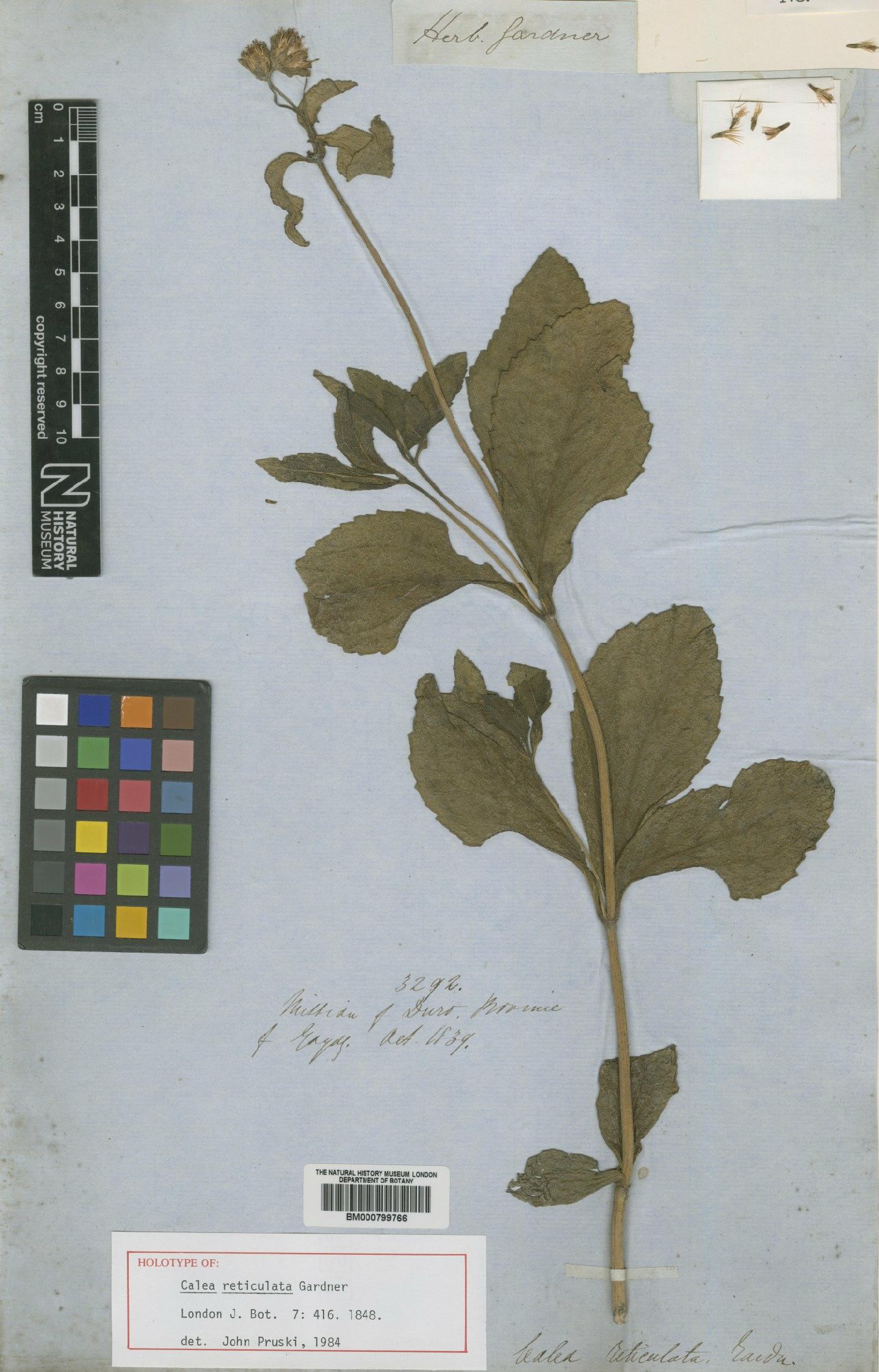 To NHMUK collection (Calea reticulata Gardner; Holotype; NHMUK:ecatalogue:4992113)