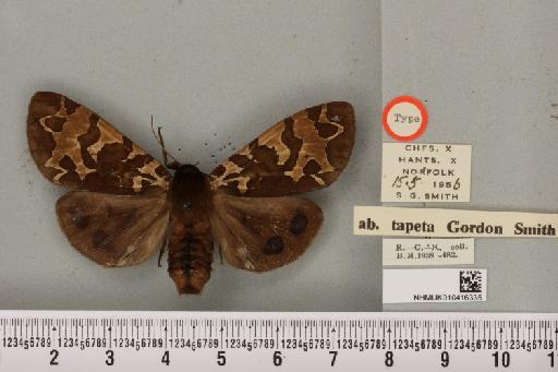 Arctia caja ab. tapeta Smith, 1957 - NHMUK_010416335_528728