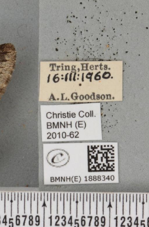Apocheima hispidaria (Denis & Schiffermüller, 1775) - BMNHE_1888340_label_455722