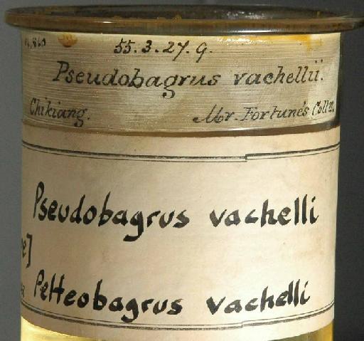 Pseudobagrus vachellii (Richardson, 1846) - 1855.3.27.9; Bagrus vachellii; image of jar label; ACSI project image