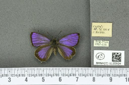 Neozephyrus quercus ab. violacea Niepelt, 1914 - BMNHE_1135934_94071