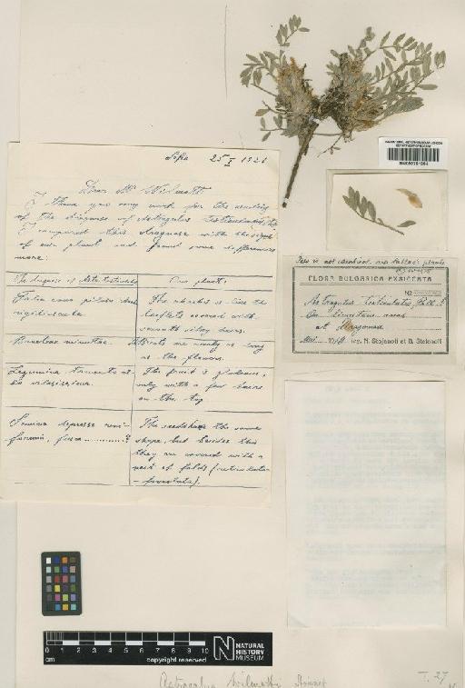 Astragalus wilmottianus Stoj. - BM000751004