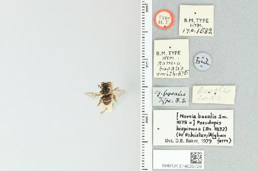 Pseudapis (Nomiapis) basalis (Smith, F., 1875) - 014025726_839197_612138-