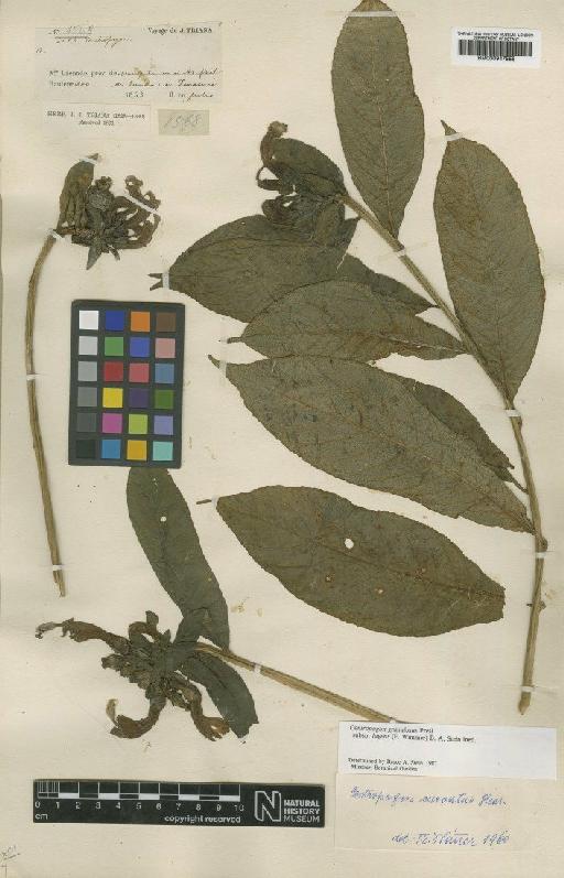 Centropogon granulosus subsp. lugens Stein - BM000947555