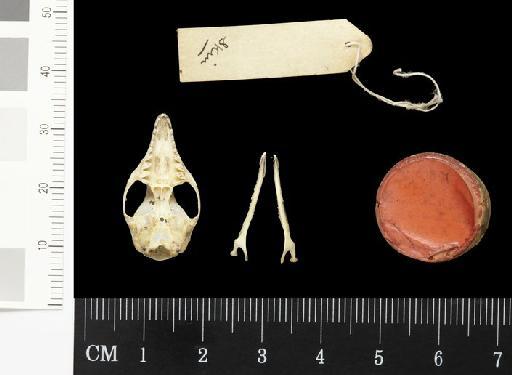 Sminthopsis crassicaudata centralis Thomas,  1902 - 1902.9.8.7_Skull_Ventral