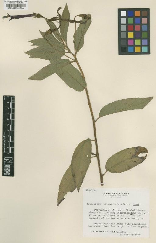 Centropogon talamancensis Wilbur - BM000551656